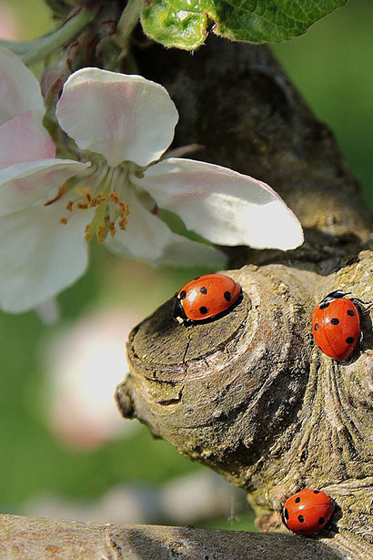 ladybug-722783_1280