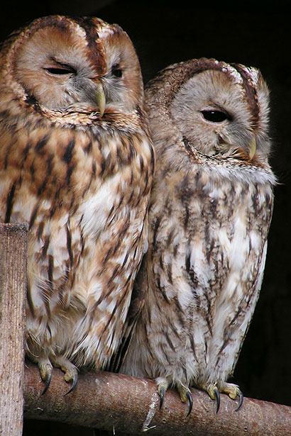 tawny-owl-175969_1280